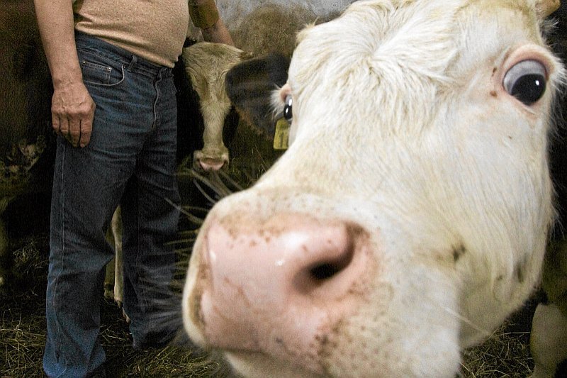 Projekt zmian w prawie, które odbiera zwierzętom prawo do wody może zaskakiwać. Czy protesty powstrzymają ministra rolnictwa Stanisława Kalembę?