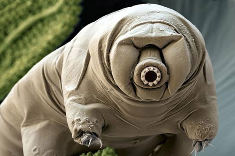 Niesporczak to bardzo małe zwierzę bezkręgowe, które potrafi przetrwać w kosmosie