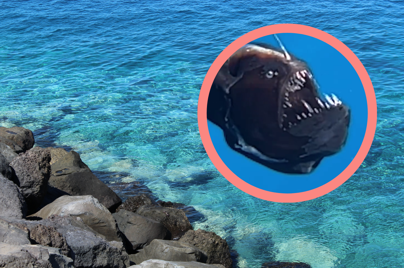 Potwór z głębin na Wyspach Kanaryjskich Diabeł morski, Wyspy Kanaryjskie