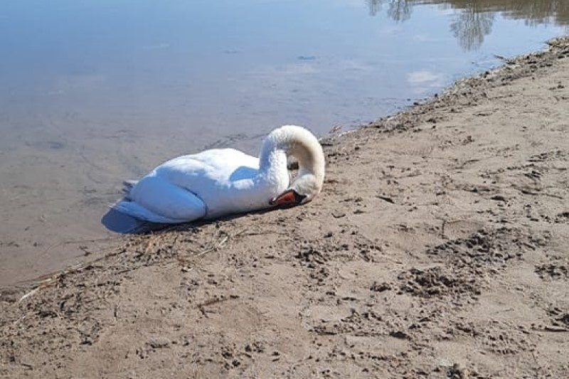 Martwy łabędź w Gnieźnie Martwy łabędź w Gnieźnie