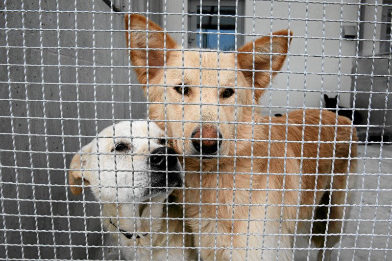 Koniec z jedzeniem psów na Tajwanie.