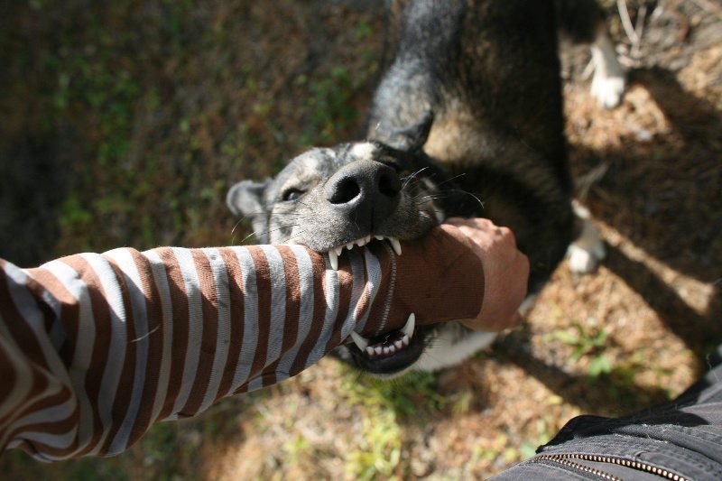 Problem psów bez kagańców to nie tylko ryzyko pogryzień - gorszy jest strach