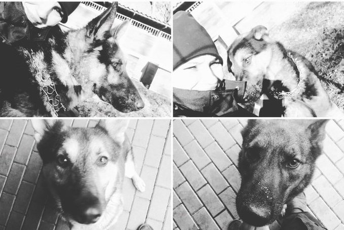 Fragment kolażu przedstawiającego 6 policyjnych psów, które zginęły w wyniku awarii rury z ciepłą wodą w Warszawie.