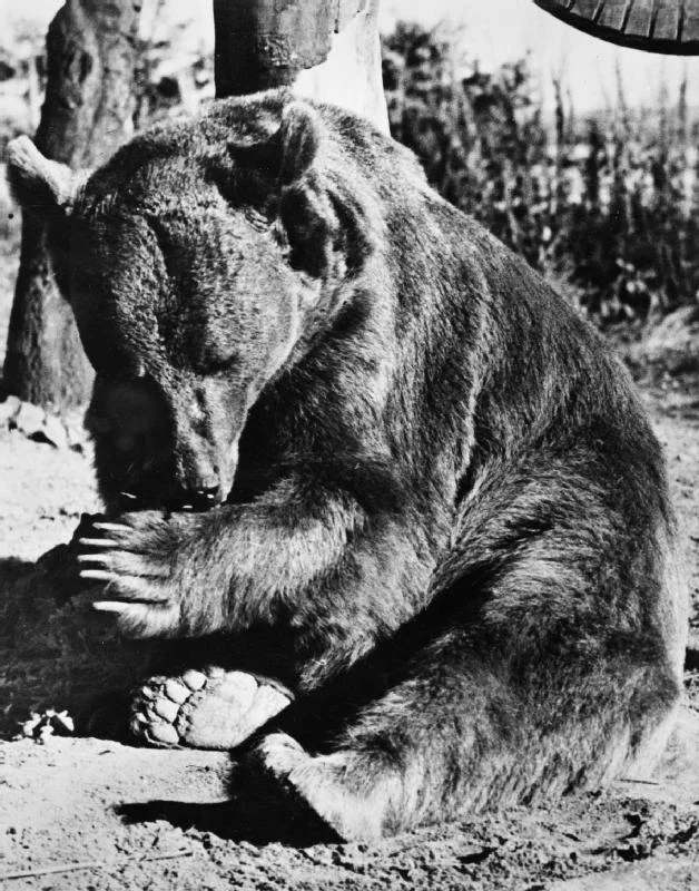 Niedźwiedź Wojtek na szkockiej farmie Niedźwiedź Wojtek na szkockiej farmie