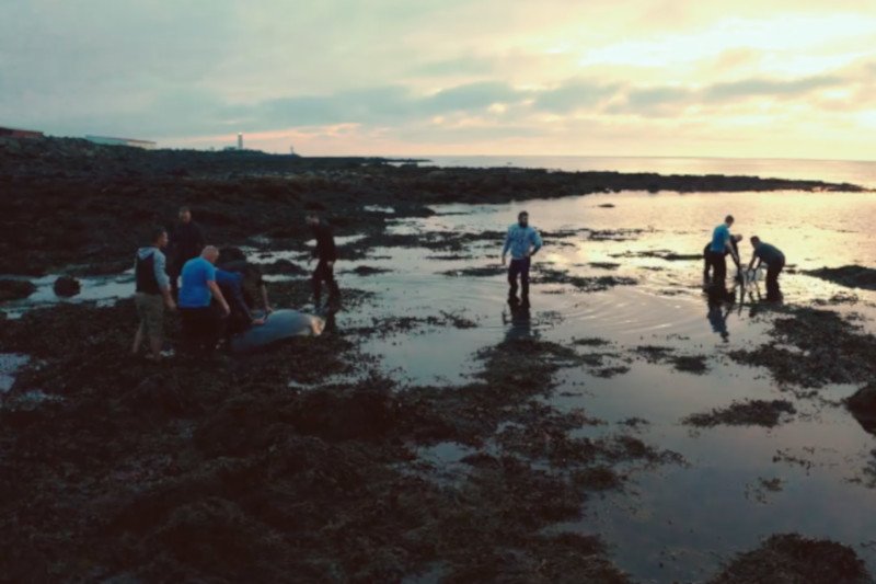 Wielu Polaków ruszyło na pomoc delfinom grindwalom, które utknęły na mieliźnie w Garður na Islandii.