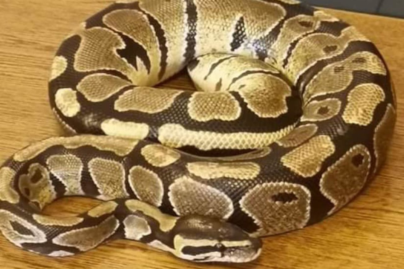 Sosnowiec. Po ulicach miasta pełzł Pyton królewski.