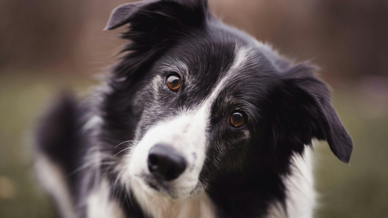 Czarno - biały border collie