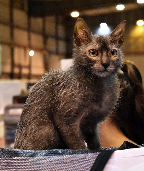 Lykoi Lykoi