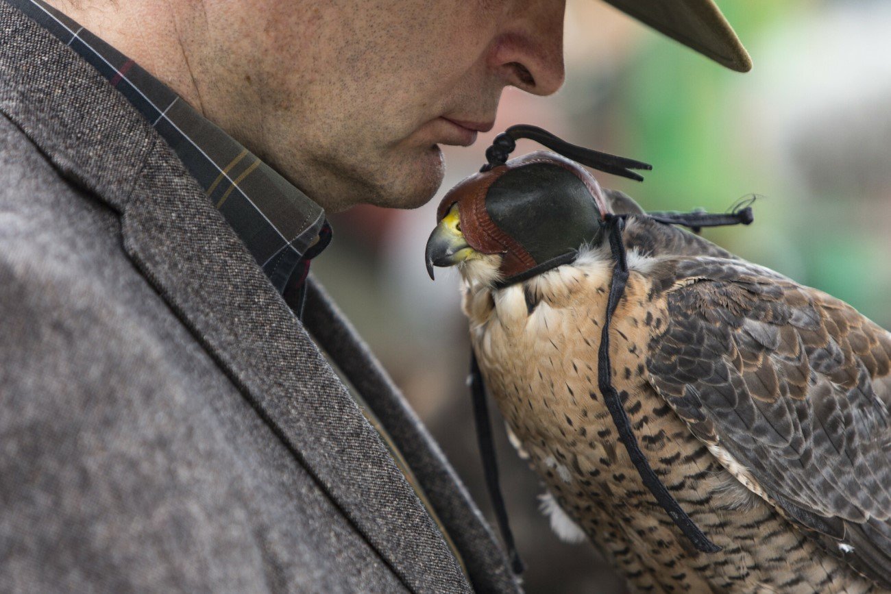 Rozpoczął się sezon łowiecki na ptaki. Setki tysięcy ptaków stracą życie