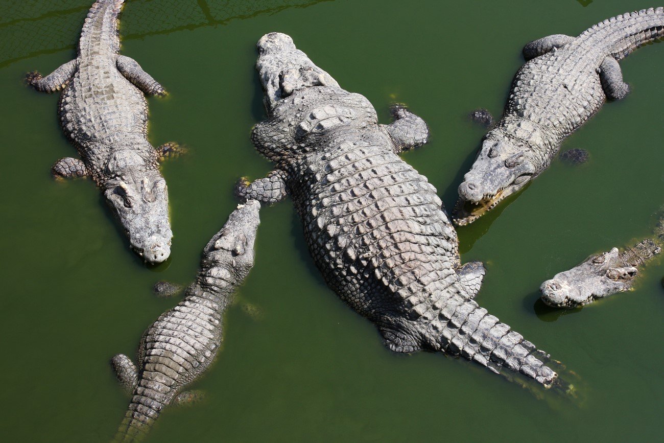 Krokodyle mogą rozmnażać się bez samców