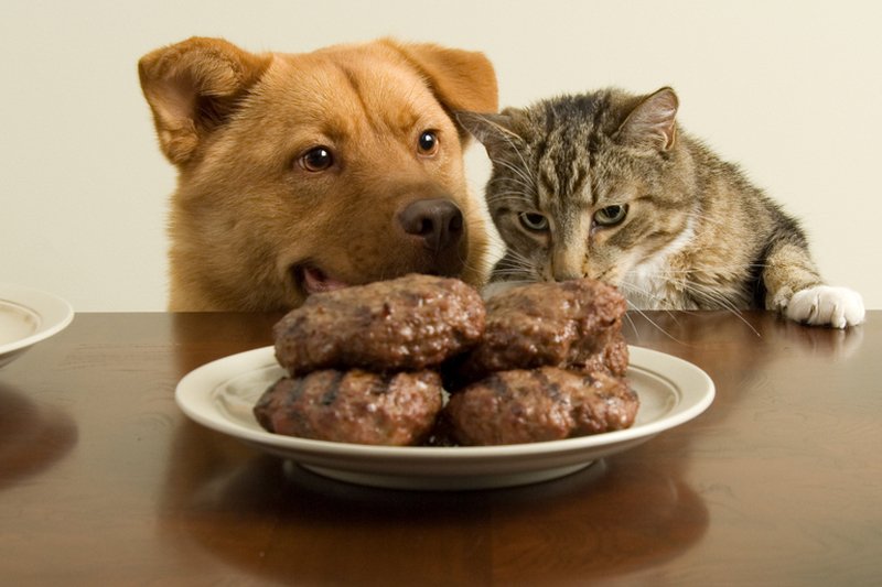 Wielka afera z kotletami z psów i kotów to prowokacja: Dziennikarz "Nie": Wszyscy się wkręcili