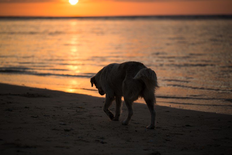 Ten moment nastąpi w życiu każdego psiarza