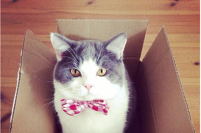 Fani kocich filmików, mogą odetchnąć. Ich niewinne hobby ma zbawienny wpływ na organizm.