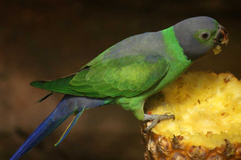 Polsce grozi inwazja papug.