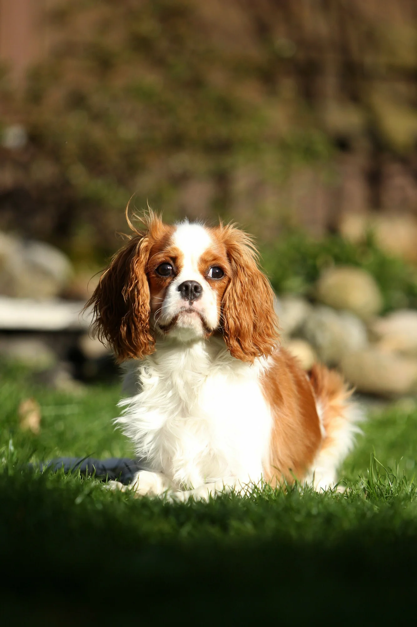 Cavalier King Charles Spaniel.