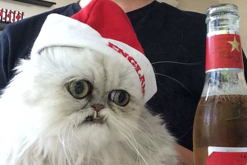 Kot Wilfred ma 161 tys. obserwujących na Instagramie.