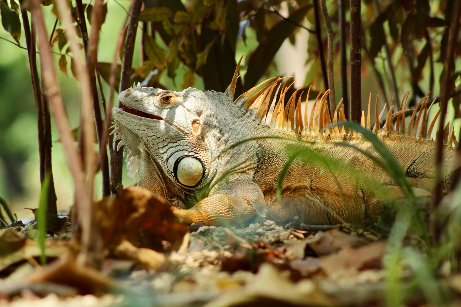 Iguana - prehistoryczne zwierze Iguana