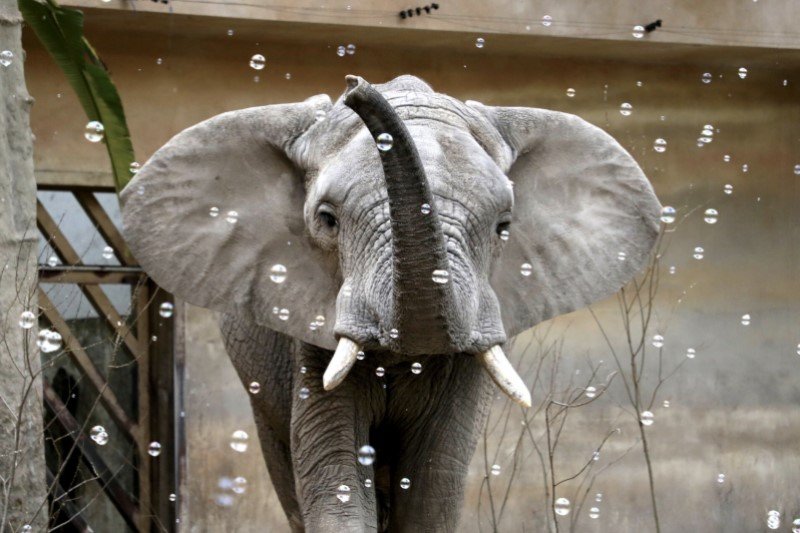 "Pani chciała pohuśtać się na trąbie słonia"