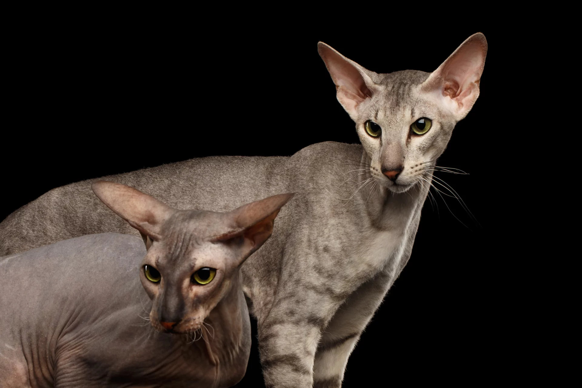 Peterbald – odmiana bezwłosa i z delikatną sierścią Peterbald – odmiana bezwłosa i z delikatną sierścią