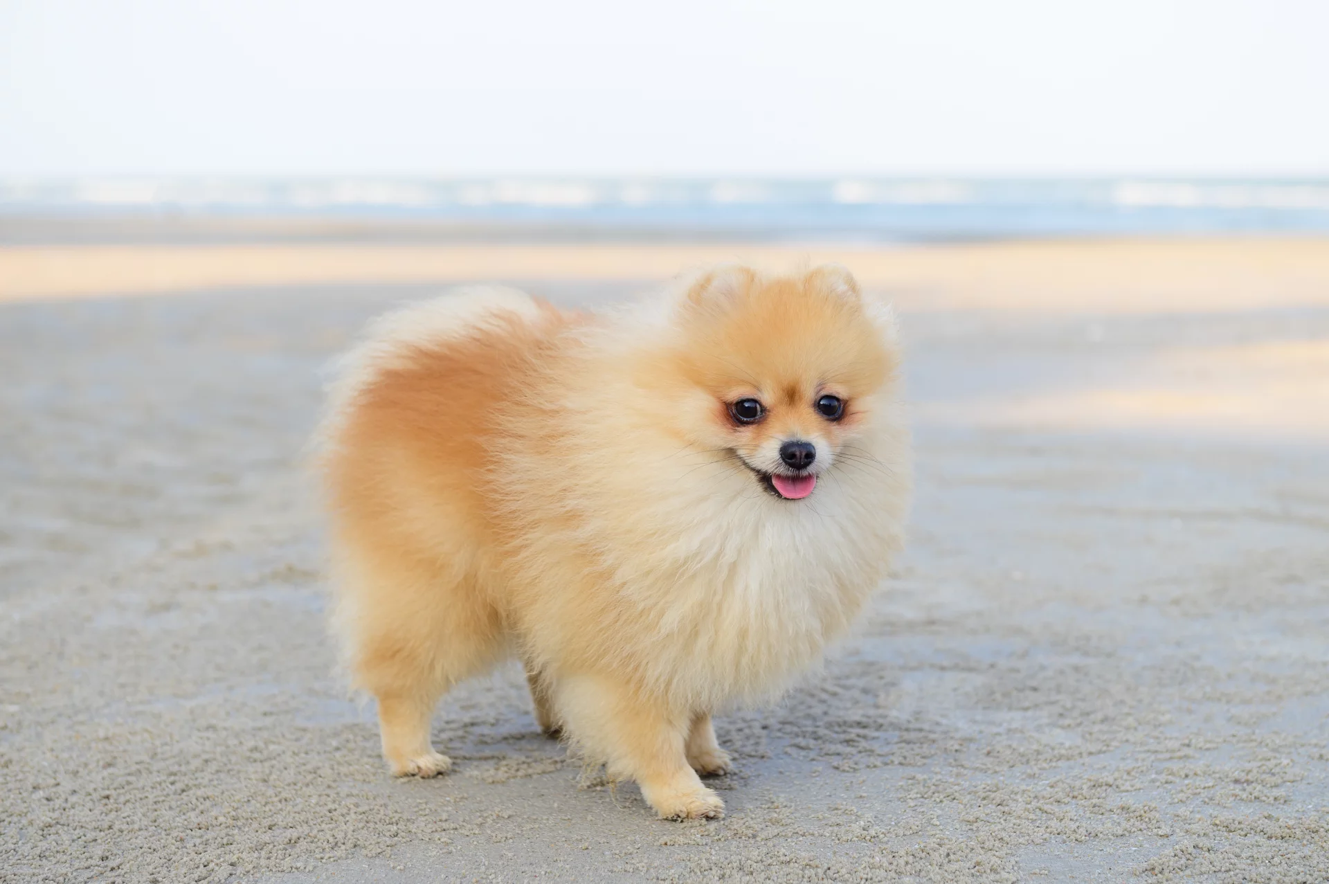 Szpic miniaturowy (Pomeranian) Szpic miniaturowy (Pomeranian)