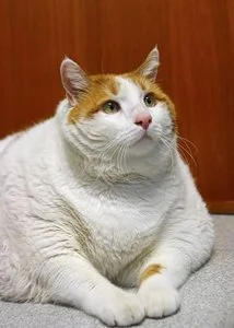 Kotka Miau - najgrubszy kot na świecie