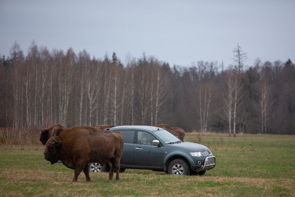 Samochód nadleśnictwa Białowieża Lasów Państwowych wjechał między pasące się żubry