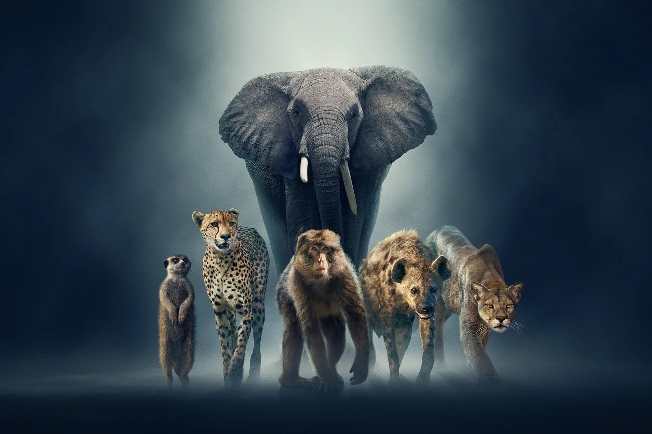 Premiera serialu przyrodniczego "Dynastie II" odbędzie się 2 października 2022 o godz. 11:00 na kanale BBC Earth. Głównymi bohaterami drugiej serii z Sir Davidem Attenborough w roli narratora są słonie, gepardy, pumy, krokuty, surykatki i makaki