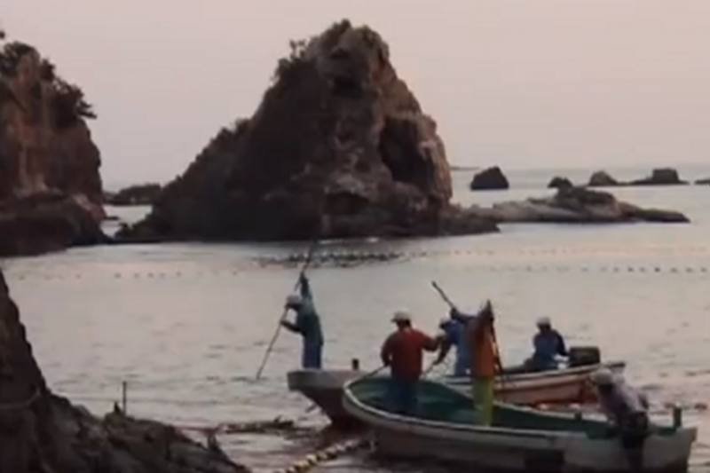 Co roku w Japonii odbywa się rzeź delfinów, której bronią miejscowi rybacy, a krytykują ekolodzy.