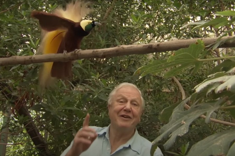 David Attenborough jest traktowany w Wielkiej Brytanii jak skarb narodowy