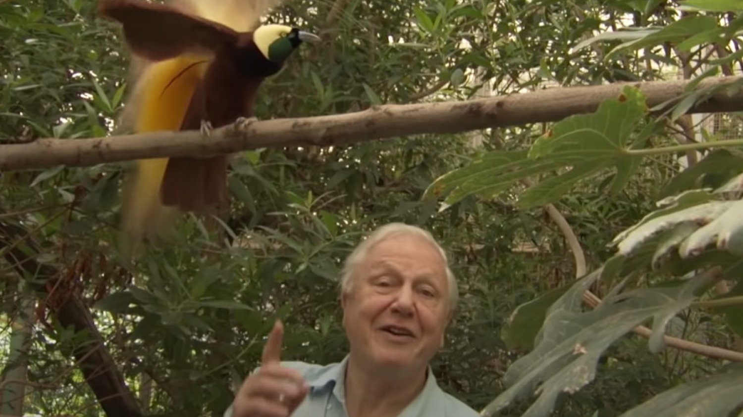 David Attenborough jest traktowany w Wielkiej Brytanii jak skarb narodowy