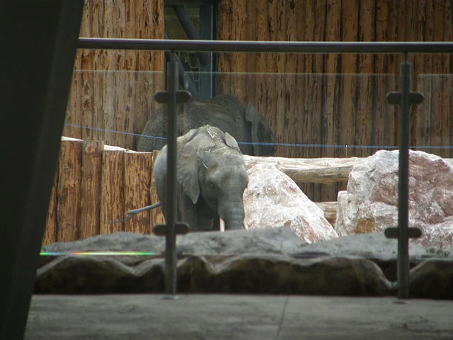 Ninio (na drugim planie) i jego towarzysz Yzic w poznańskim zoo
