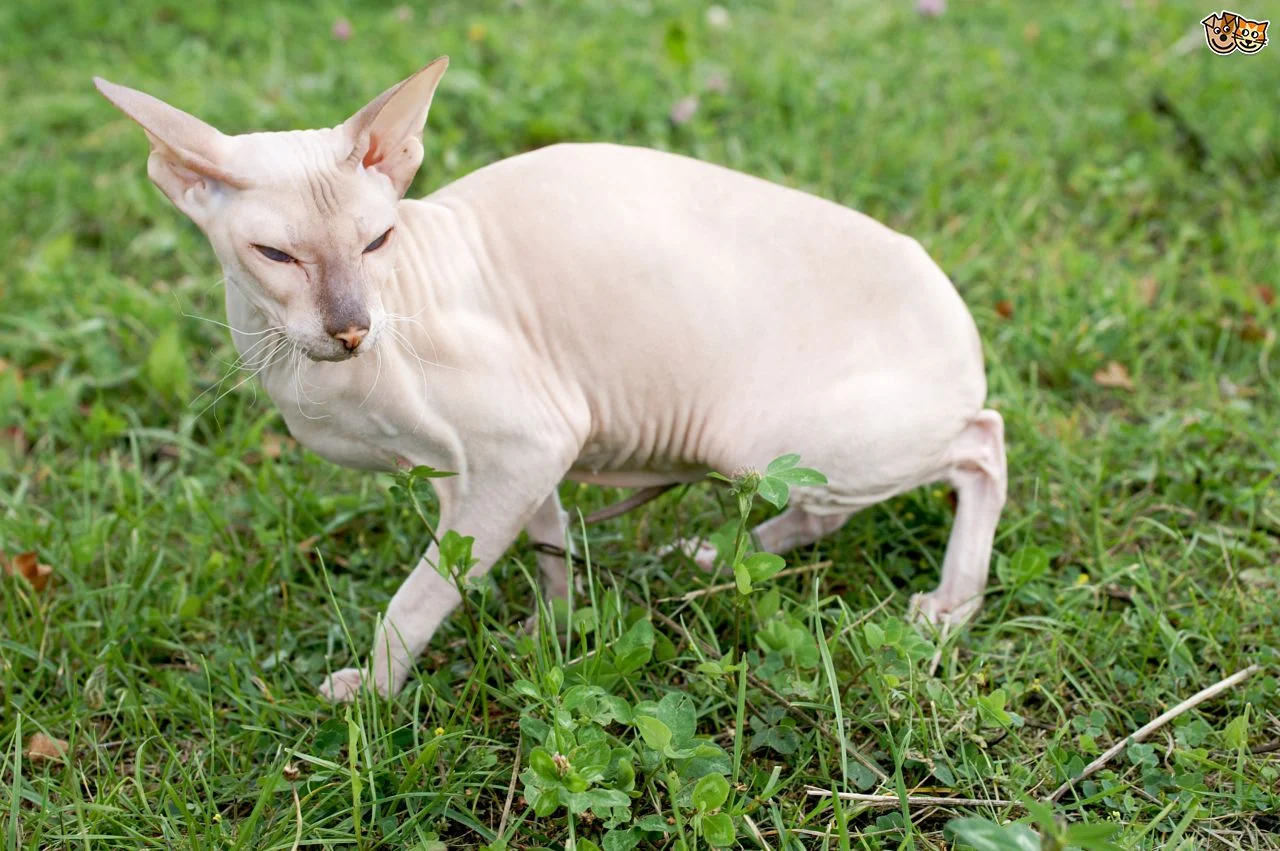 Peterbald Peterbald