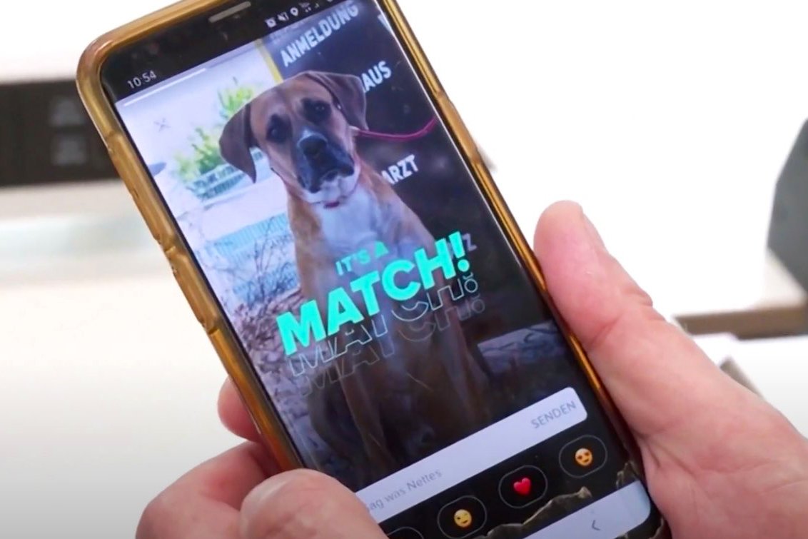 It's a match! Niemieckie schronisko dla zwierząt postanowiło użyć Tindera, aby znaleźć dom dla swoich pupili.