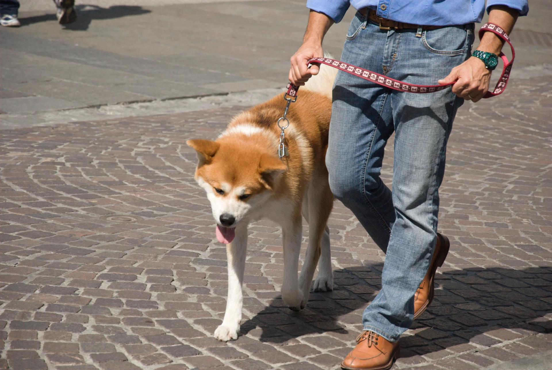  Akita inu