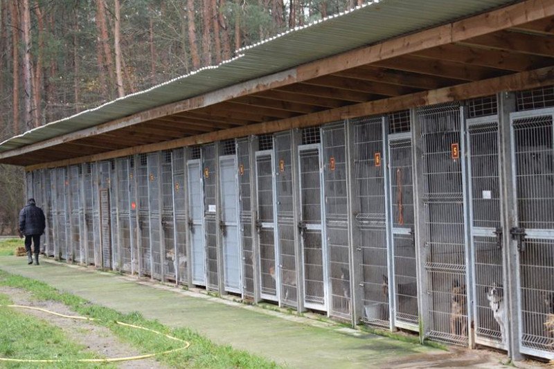 Wolontariusze ponad rok obserwowali schronisko w Sobolewie. Nie wierzą w zapewnienia urzędników.