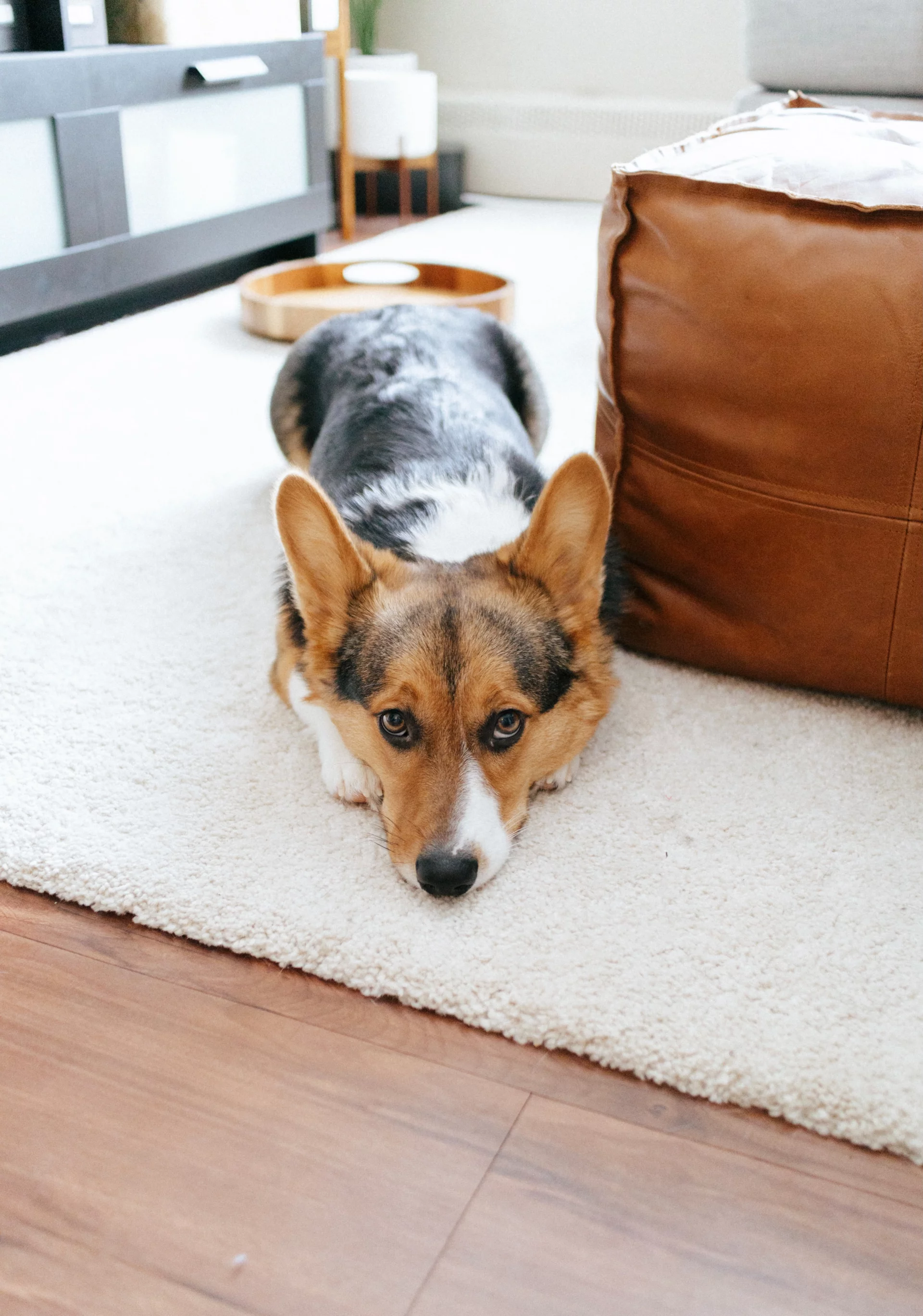Welsh Corgi Pembroke Welsh Corgi Pembroke