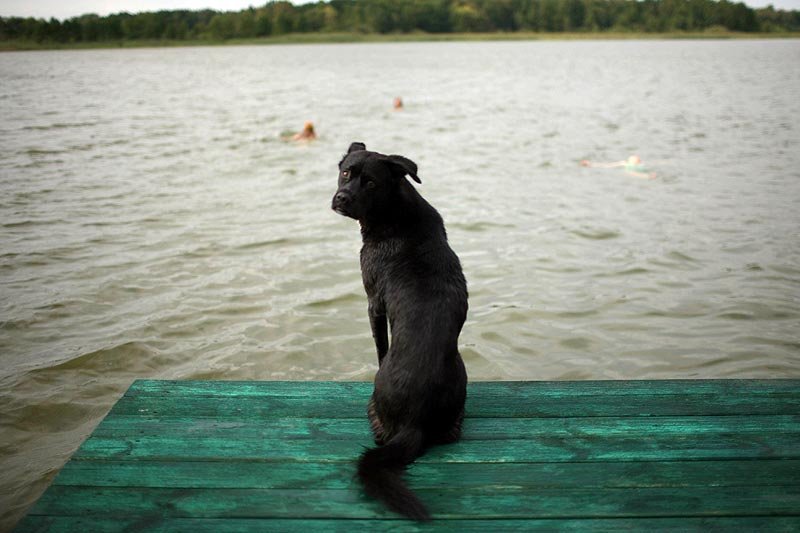 Co roku latem porzucanych jest nawet 30 proc. polskich zwierząt