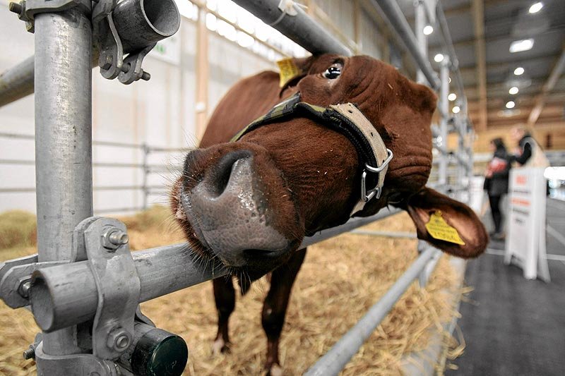 Wino w diecie sprawia, że krowy są szczęśliwsze?