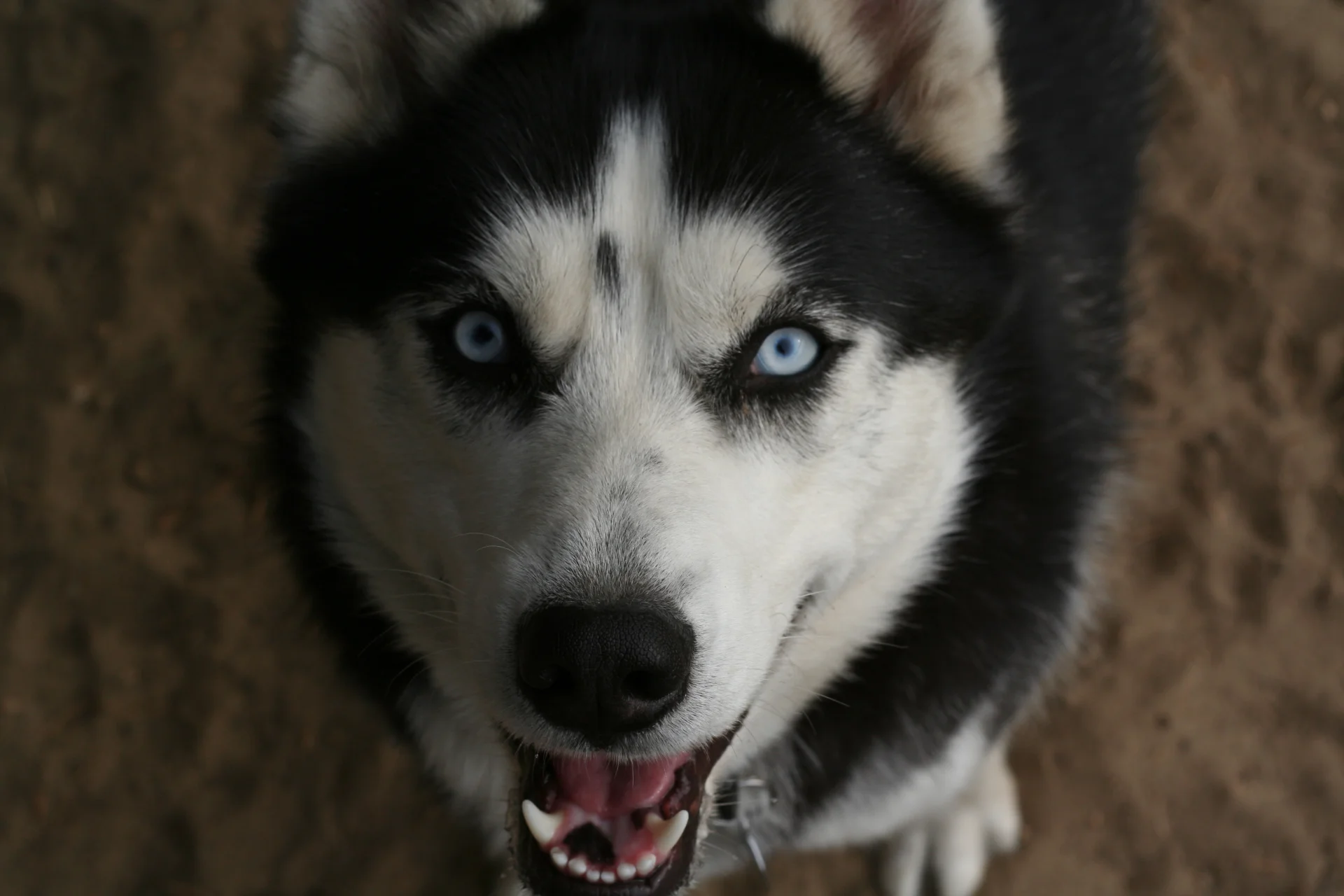 Husky