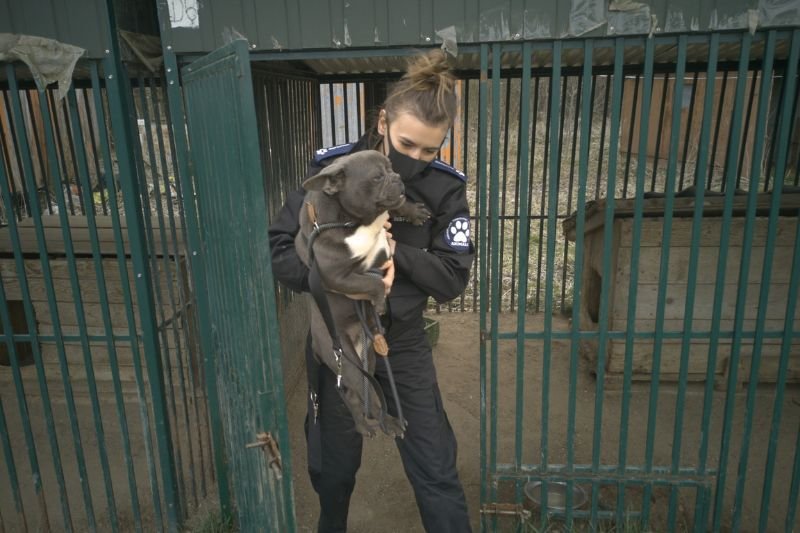 We wtorek 27 kwietnia, inspektorzy OTOZ Animals w asyście policji weszli na teren “pseudohodowli” w Starej Hucie.