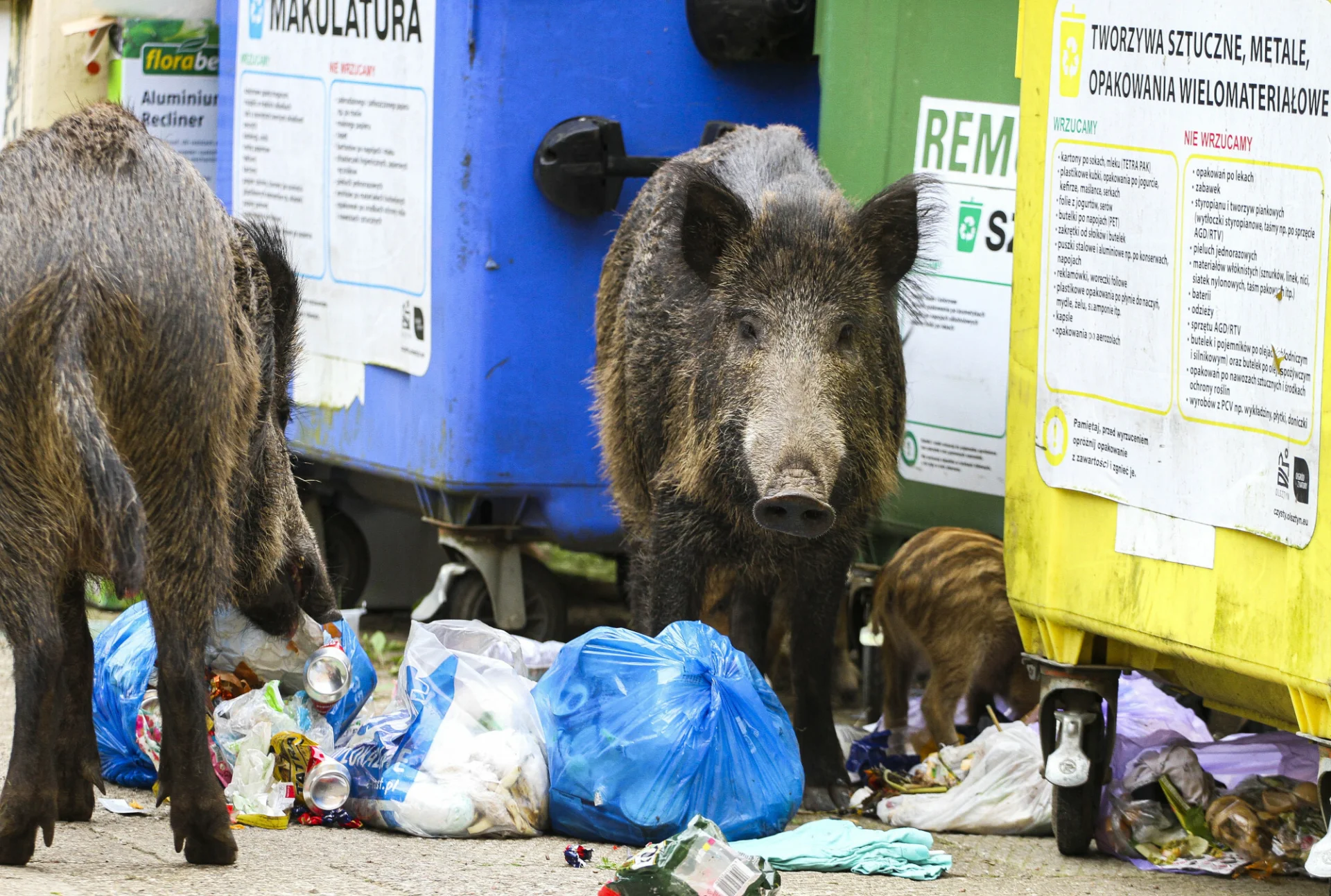 Dziki wyjadące resztki ze śmietników