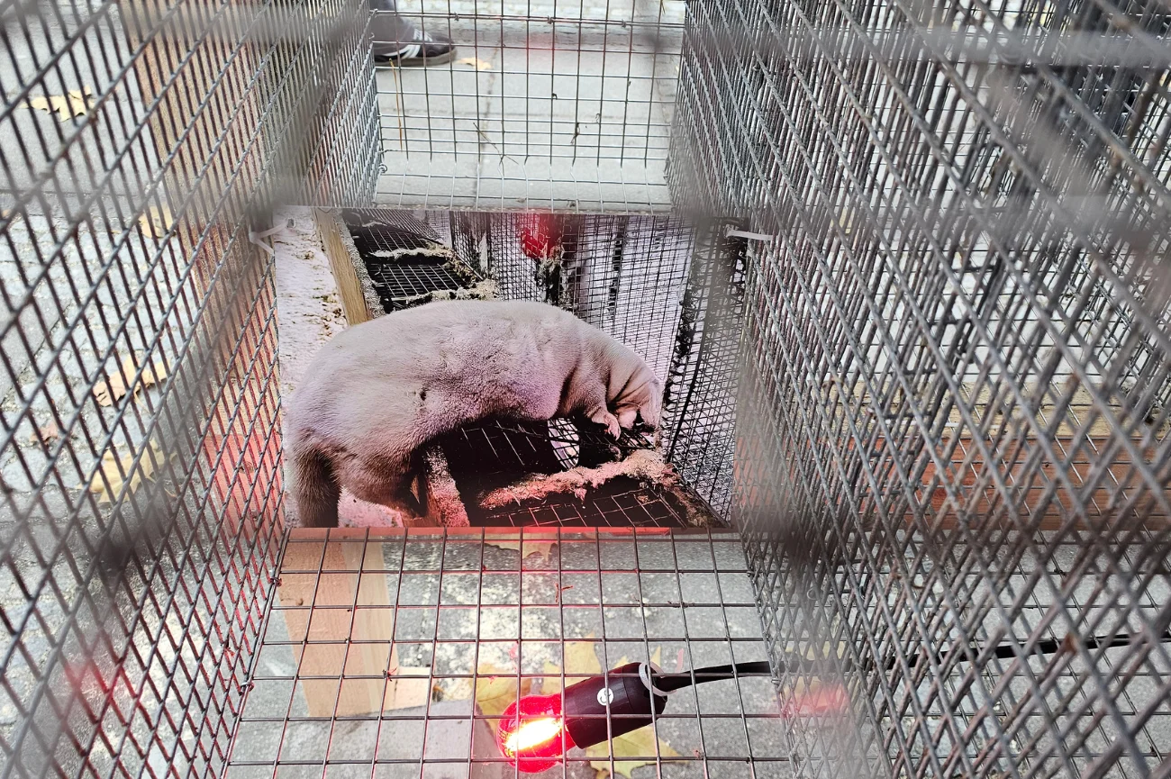 Klatka pochodząca z fermy norek ze zdjęciem nieżywej norki