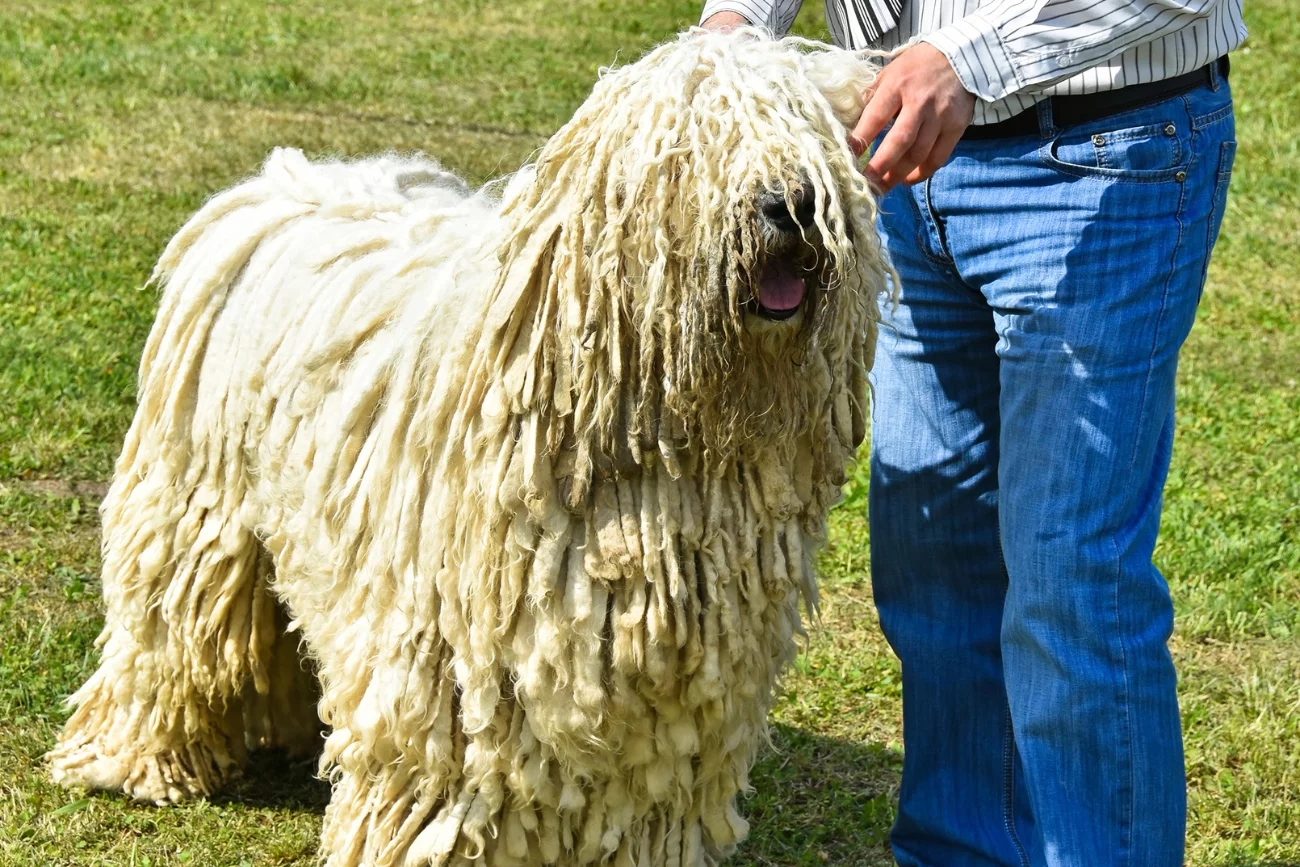 Komondor Komondor z opiekunem na trawie