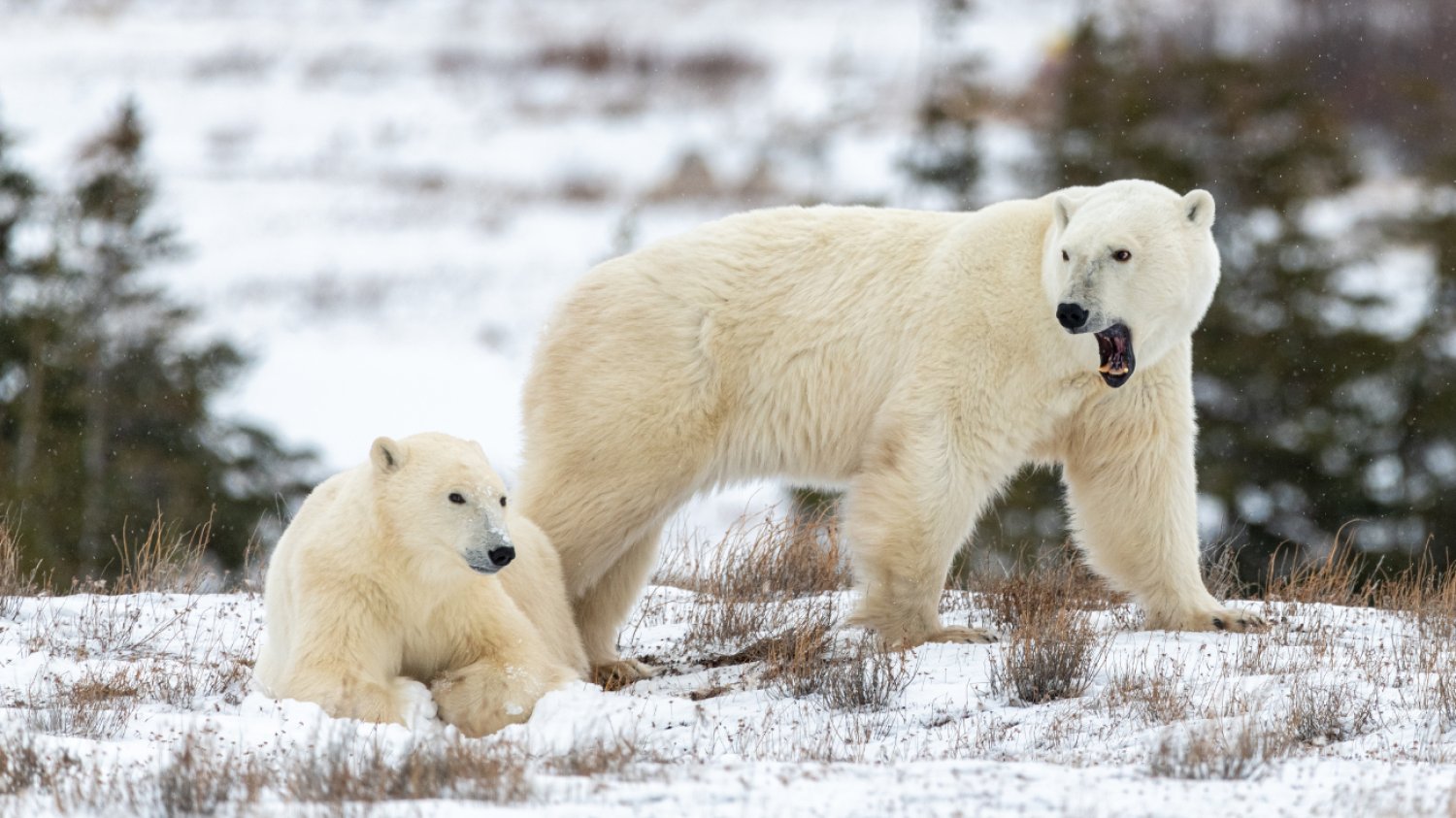 WWF w ogniu krytyki – raport o polowaniach na niedźwiedzie polarne Dwa niedźwiedzie polarne na śniegu