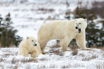 WWF w ogniu krytyki – raport o polowaniach na niedźwiedzie polarne Dwa niedźwiedzie polarne na śniegu