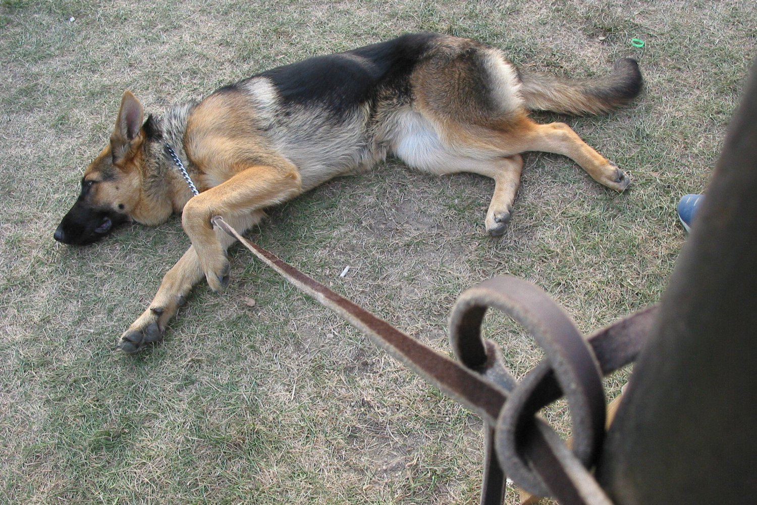 Właściciel zostawił psa przed jednym z warszawskich lokali i poszedł jeść ze znajomymi. Na zewnątrz pies umierał ze strachu. (zdjęcie poglądowe)