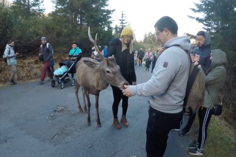Na nagraniu uchwycono, jak turyści "obchodzą się" z dzikim jeleniem.