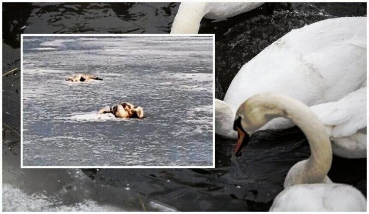 W Zatoce Puckiej w zeszłym tygodniu znaleziono martwe łabędzie. Sopot w strefie zagrożenia ptasią grypą.