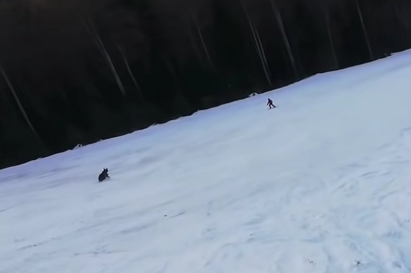 Niedźwiedź gonił narciarza na jednym z rumuńskich stoków. Niedźwiedź gonił narciarza na jednym ze stoków w rumuńskim Predeal w górach Bucegi w Karpatach.