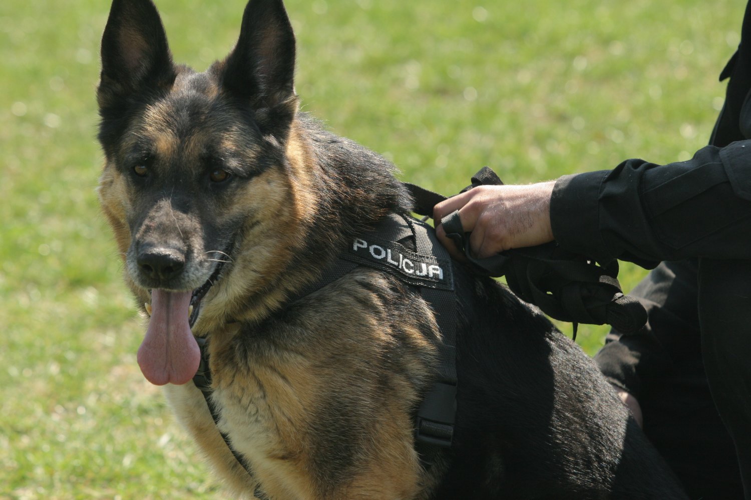 6 psów policyjnych zginęło w okropnych męczarniach (zdjęcie poglądowe)